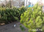 Новости: В Керчи открылся елочный базар